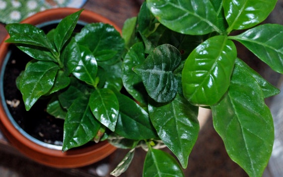 Arabica Coffee Plant, Live starter Plant