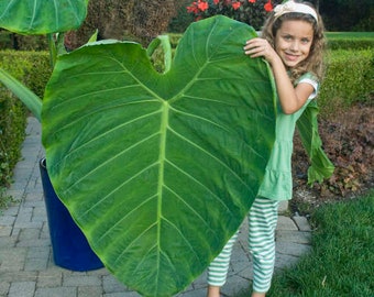 Planta joven de Colocasia "Thailand Giant" viva, ¡imprescindible para el coleccionista!
