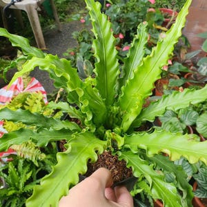 Asplenium Nidus 大阪日本のツバメの巣シダスターター プラント - ライブ