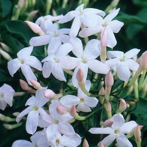 Peut inclure: Un bouquet de fleurs de jasmin blanches délicates avec des boutons roses. Les fleurs ont cinq pétales et sont disposées en un bouquet lâche.