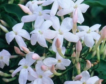 Jasminum Polyanthum, roze geurende levende starterplant - verkoper in de VS