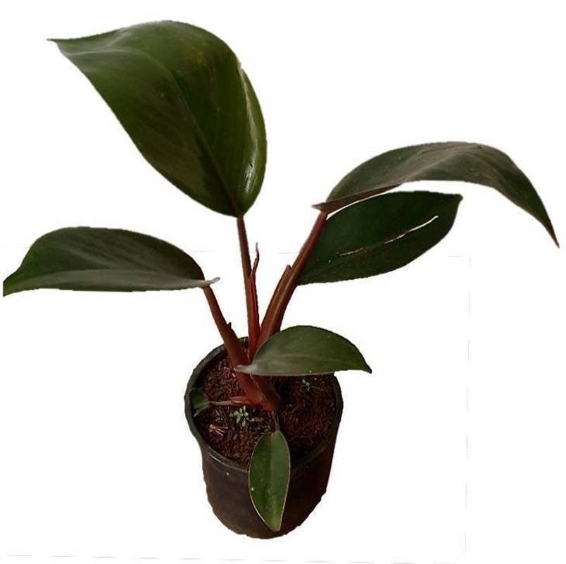 peperomia succulent plant Peperomia 'Rugosa'