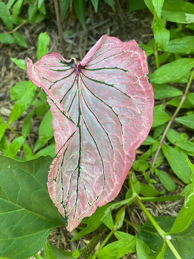 K&ouml;nnte beinhalten: Ein gro&szlig;es, herzf&ouml;rmiges Blatt mit einem rosa-wei&szlig;en panaschierten Muster. Das Blatt hat ausgepr&auml;gte Adern, die eine dunklere gr&uuml;ne Farbe haben.