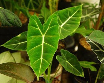 Alocasia "Frydek", Live Rare Plant