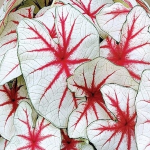 May include: Close-up of Caladium leaves, showcasing a striking pattern. The leaves are primarily white with vibrant red veins radiating from the center. The veins create a starburst effect, adding visual interest. The leaves have a delicate, textured appearance.