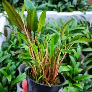 May include: A small potted plant with long, green leaves and reddish-brown stems. The plant is in a black plastic pot, and the background shows other similar plants, suggesting a nursery or garden setting.