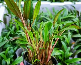 Plantas acuáticas Cryptocoryn Lucens Plantas de acuario - Vendedor de EE. UU.