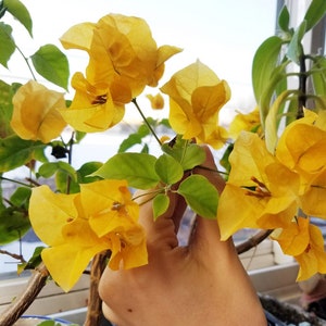 Può includere: Primo piano di una pianta di bouganville gialla con fiori vibranti in piena fioritura. La pianta è in un vaso ed è tenuta da una mano.