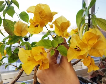 Bougainvillea 'California Gold' Seltene Lebende Starterpflanze - USA Verkäufer
