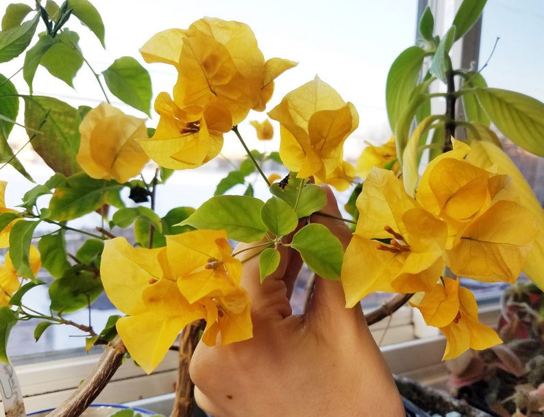 WonkaPlants Bougainvillea Starter Plant