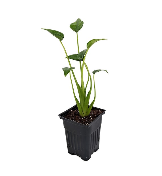 brandtianum philodendron care Philodendron Brandtianum - Silver Shield