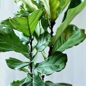May include: A close-up of a fiddle leaf fig plant with large, green leaves. The leaves have a distinct veined pattern and are arranged in a cluster.