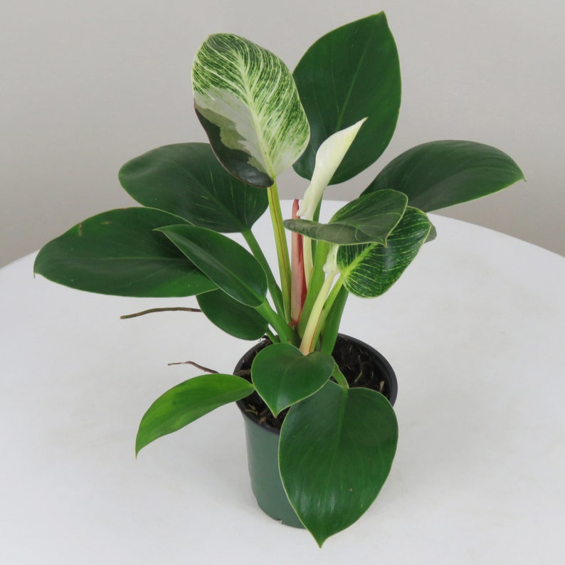 WonkaPlants Philodendron Birkin Plant - Thumbnail 2