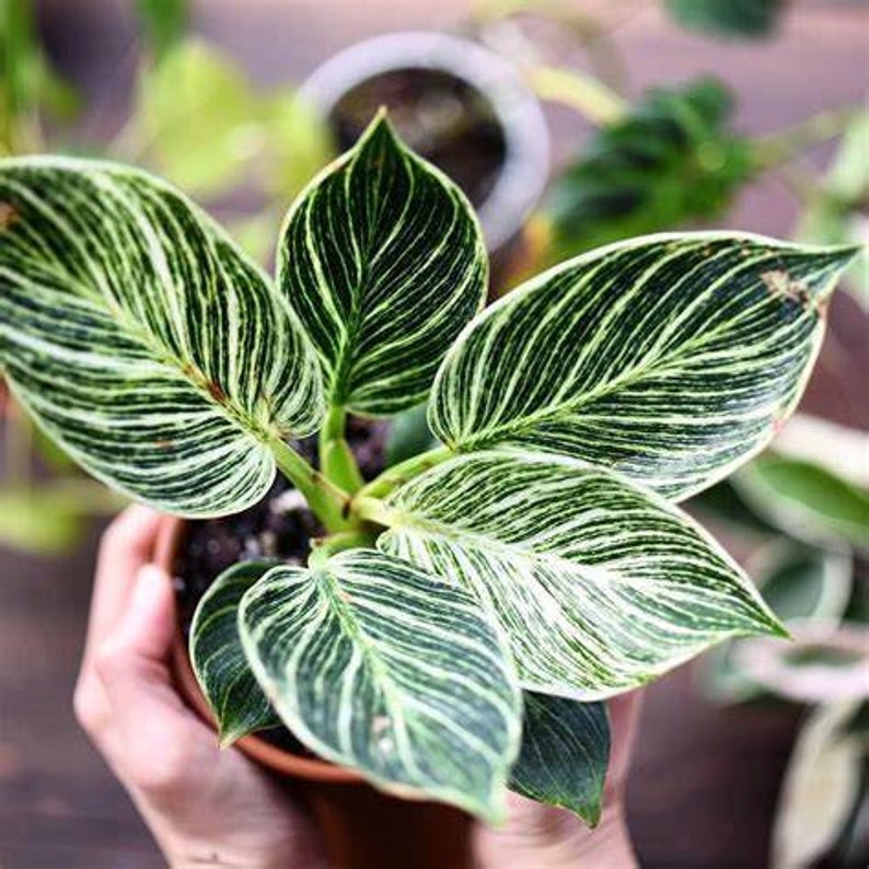 WonkaPlants Philodendron Birkin Plant - Thumbnail 4