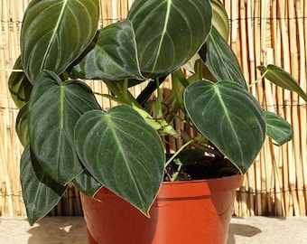 May include: A dark green velvet leaf plant in a terracotta pot. The plant has large, heart-shaped leaves with prominent veins.