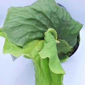 Helecho cuerno de ciervo Platycerium Elephantotis vivo y raro - ¡VENDEDOR DE EE. UU.!