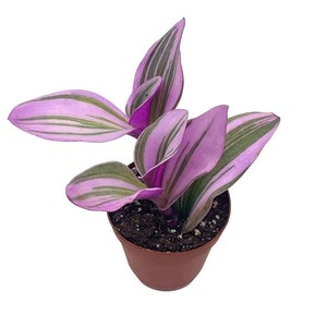 Tradescantia roze Nanouk bonte zeldzame plant voor binnengebruik, levend