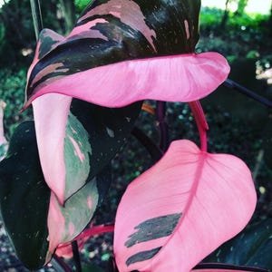 Puede incluir: Primer plano de una planta de Philodendron Pink Princess. Las hojas son de un rosa vibrante con variegaciones verde oscuro y burdeos. Los tallos de la planta son de un rojo intenso y el fondo es follaje verde borroso.