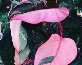 Planta de inicio de filodendro vivo "Pink Princess" - ¡VENDEDOR DE EE. UU.!
