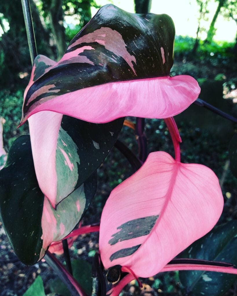 monstera mineralisches substrat Monstera Potting Soil Enriched with Mycorrhizae, Bacillus, and Araceae –  plantandstories main image 1