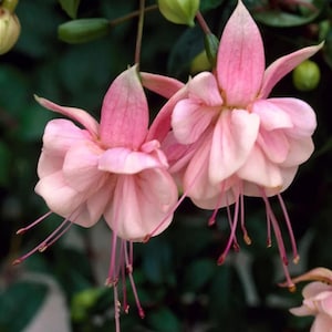 May include: Close-up of two pink fuchsia flowers with delicate petals and long, slender stamens. The flowers are in full bloom, showcasing their layered structure and soft color. Green buds and foliage provide a contrasting backdrop.