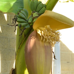 May include: A close-up of a banana plant with a cluster of green bananas and a large, yellow-green banana blossom.