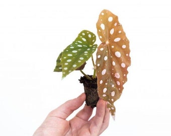 Live - Begonia Maculata Wightii, Polka Dot Starter Plant - USA Seller!