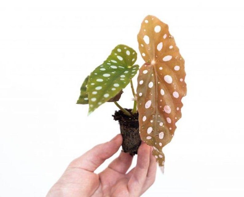 WonkaPlants Begonia Maculata Wightii Plant - Thumbnail 3