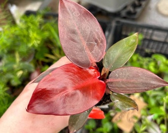 Philodendron Red Sun, Orange Red Live Starter Plant