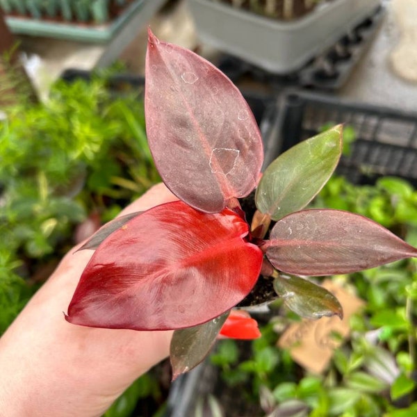 Philodendron Red Sun, Orange Red Live Starter Plant