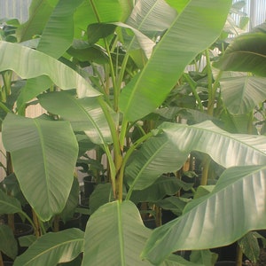 Live Musa &quot;Mekong Giant&quot; Banana Starter Plant - USA Seller!