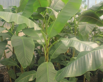 Live Musa « Mekong Giant » Banana Starter Plant - Vendeur USA !