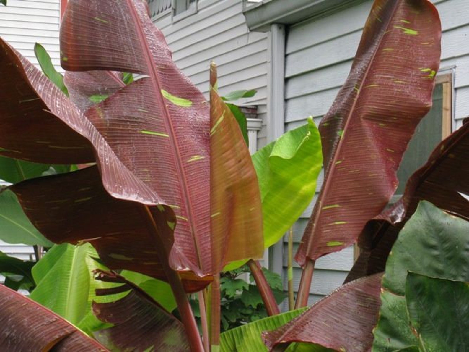 Siam Ruby Banana Plant