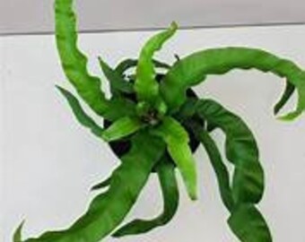 dieffenbachia dumb cane Dieffenbachia Plant (Dumb Cane)  LatinFlores.com