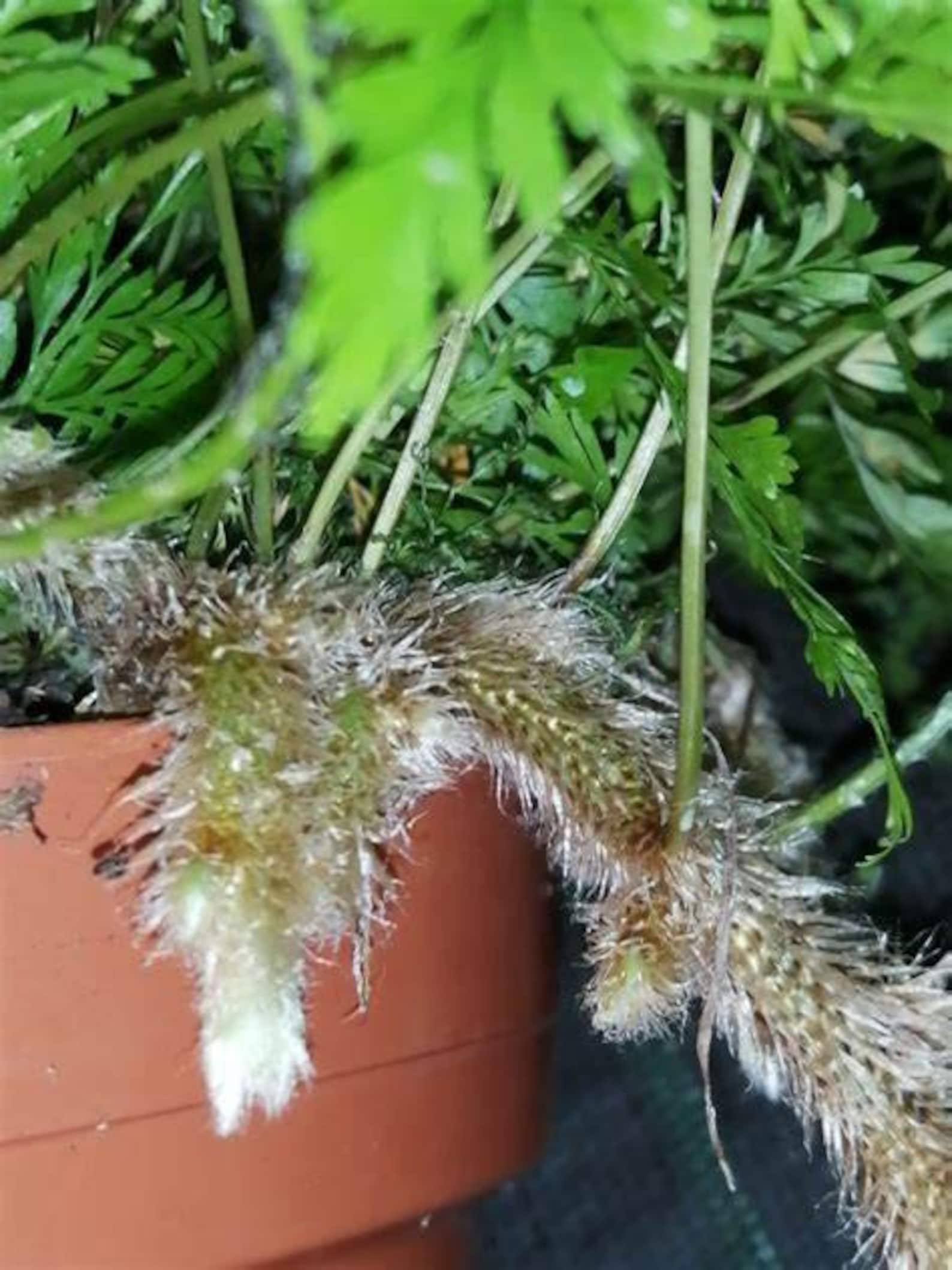 Davallia Humata Tyermanii - White Rabbit's Foot Starter Fern Plant ...