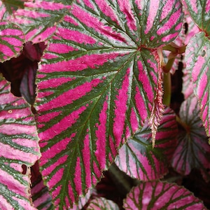 Könnte beinhalten: Nahaufnahme einer pinkfarbenen und grünen Begonienpflanze mit großen, gemusterten Blättern. Die Blätter haben ein auffälliges, gestreiftes Muster aus Pink und Grün.
