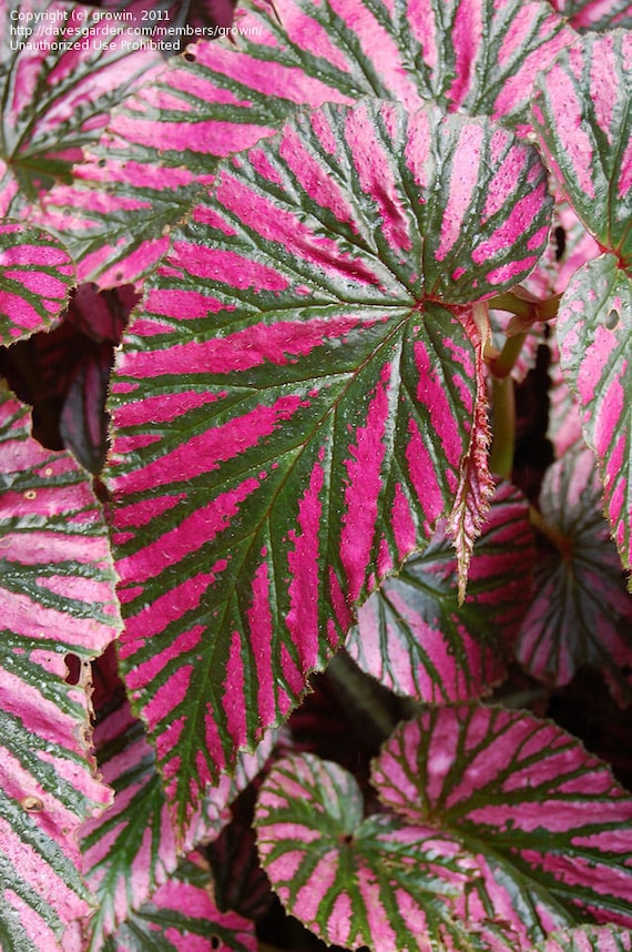 Begonia Brevirimosa 'Exotica' Edinburgh: Rare Starter Plant