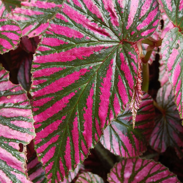 Begonia Brevirimosa 'Exotica' Edinburgh: Rare Starter Plant