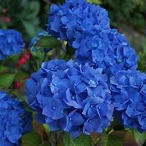 以下が含まれることがあります： 鮮やかな青いアジサイの花が満開のクローズアップ。画像には、背景に緑豊かな葉があり、複数の花の房が写っています。花びらは深く鮮やかな青色で、葉とのコントラストが際立っています。