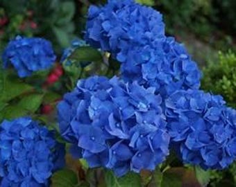 Hortensia Azul Nikko (Árbol/Arbusto) Planta Tropical - Vendedor en EE. UU.
