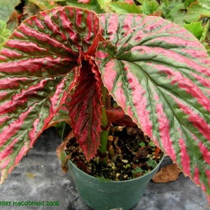 May include: A potted plant with large, green and red leaves. The leaves have a striped pattern and are slightly curled at the edges.