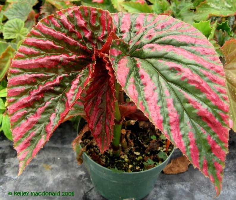 May include: A potted plant with large, green and red leaves. The leaves have a striped pattern and are slightly curled at the edges.