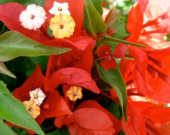 New Rare Bougainvillea 'FLAME' Live Starter Plant - USA Seller