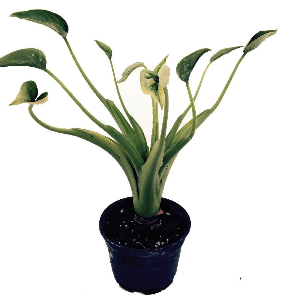 Live Alocasia "tiny Dancer", Elephant Ears - USA SELLER - Etsy