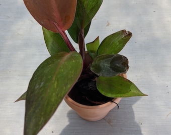 Philodendron "Black Cardinal"