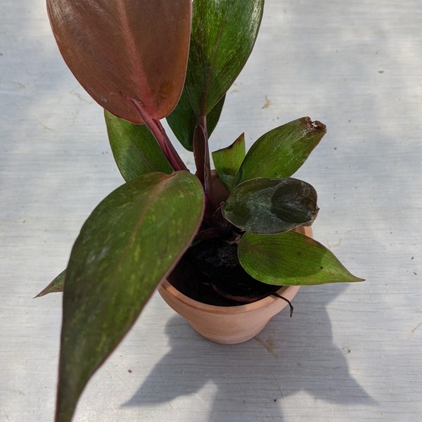 Philodendron "Schwarzer Kardinal"