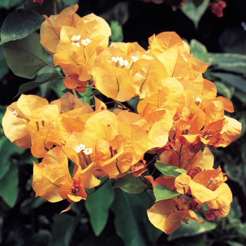 WonkaPlants Bougainvillea Starter Plant - Thumbnail 5