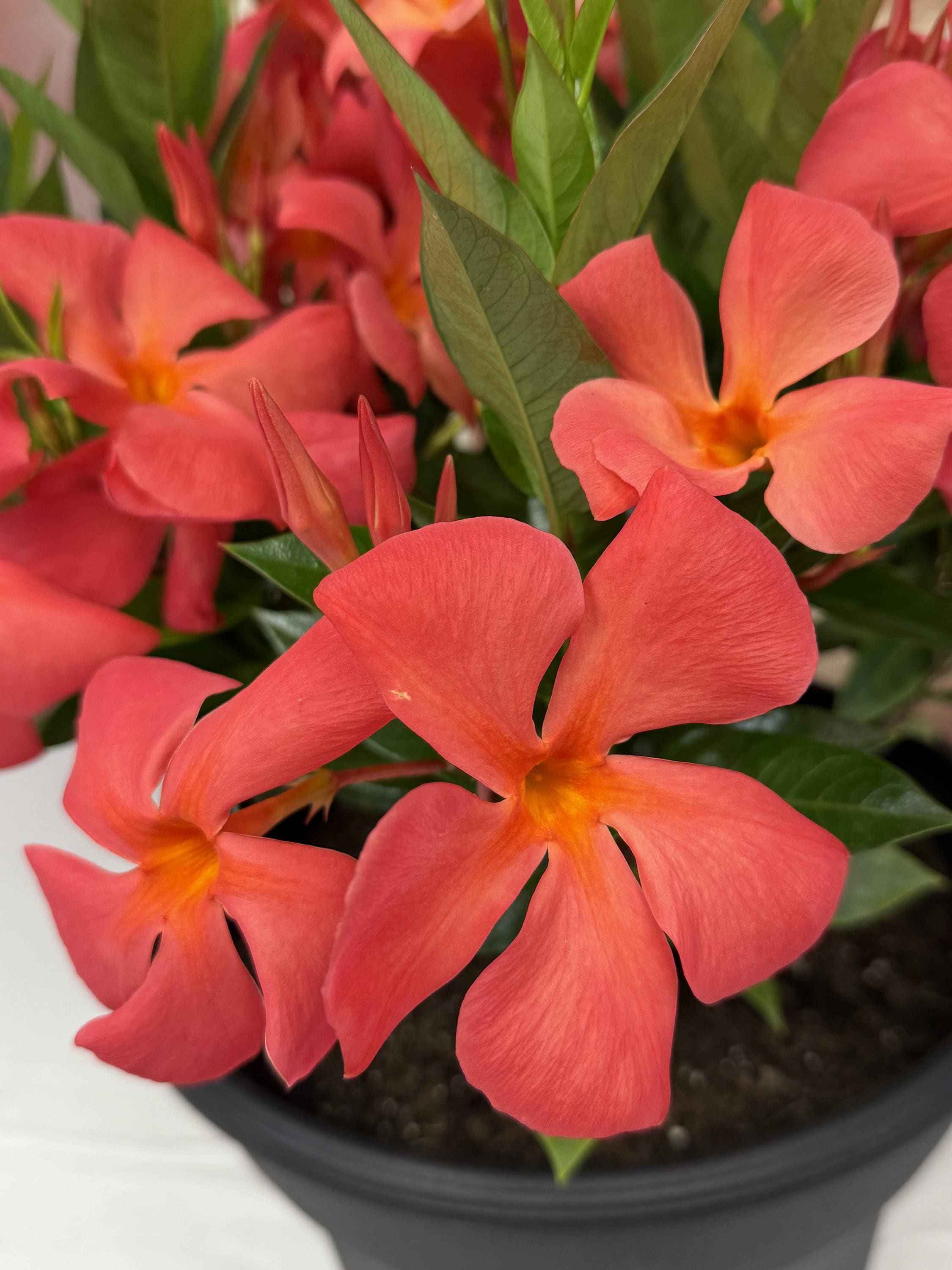 Sun flower　スタビ❶5-2グラフ1000 5-8 s20 Mandevilla Sun Parasol 
