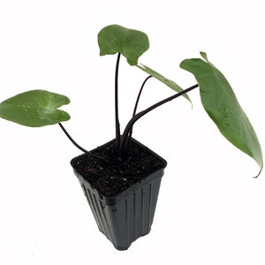 Alocasia "Black Stem", orejas de elefante