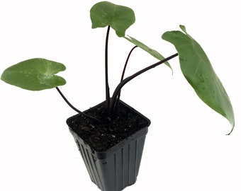 Alocasia "Black Stem", Elephant Ears